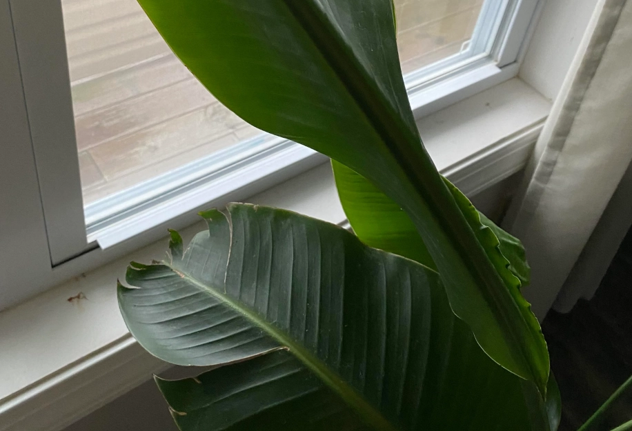 天堂鳥養護技巧 天堂鳥養護技巧