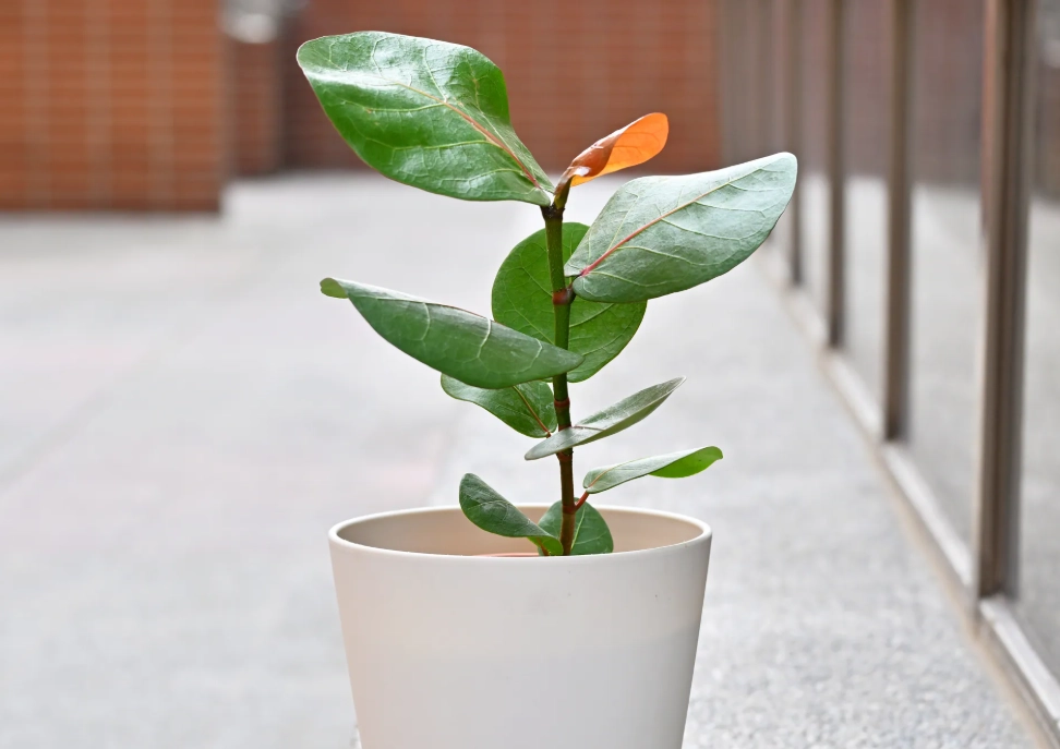 海葡萄照顧方法