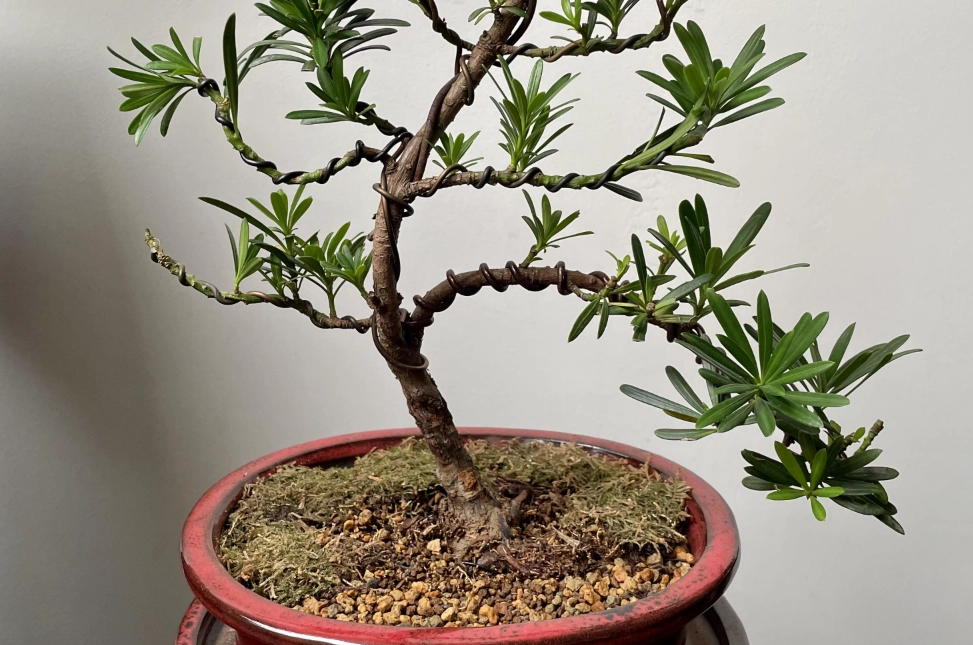 羅漢松養護肥料