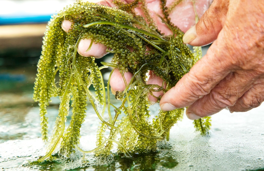 沖繩海葡萄 帶回台灣 沖繩海葡萄 帶回台灣