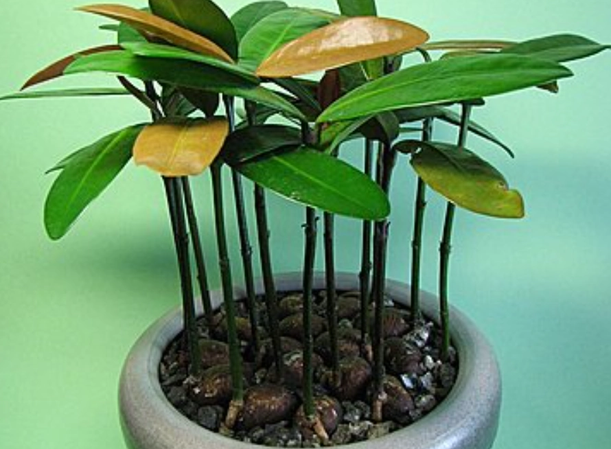 滿福木種植方法 滿福木種植方法