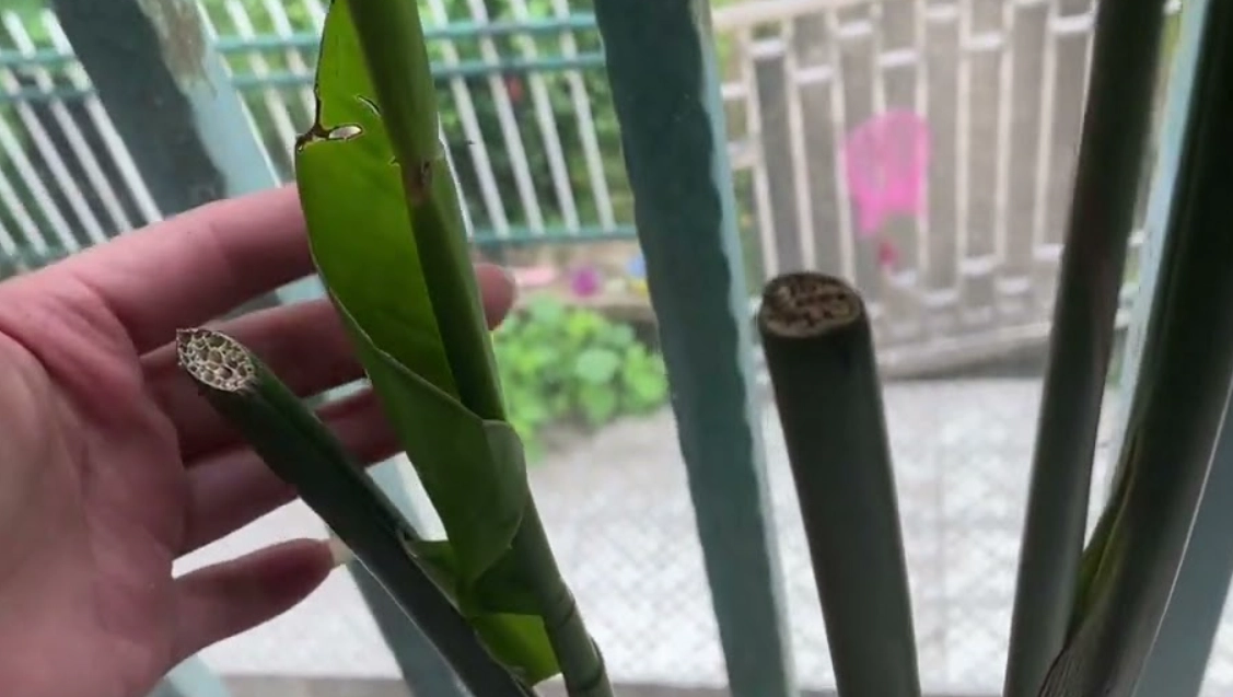 天堂鳥怎麼修剪 天堂鳥怎麼修剪