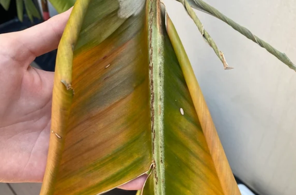 天堂鳥陽光管理