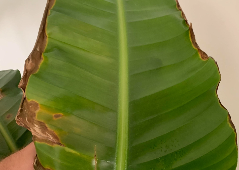 天堂鳥葉子枯黃