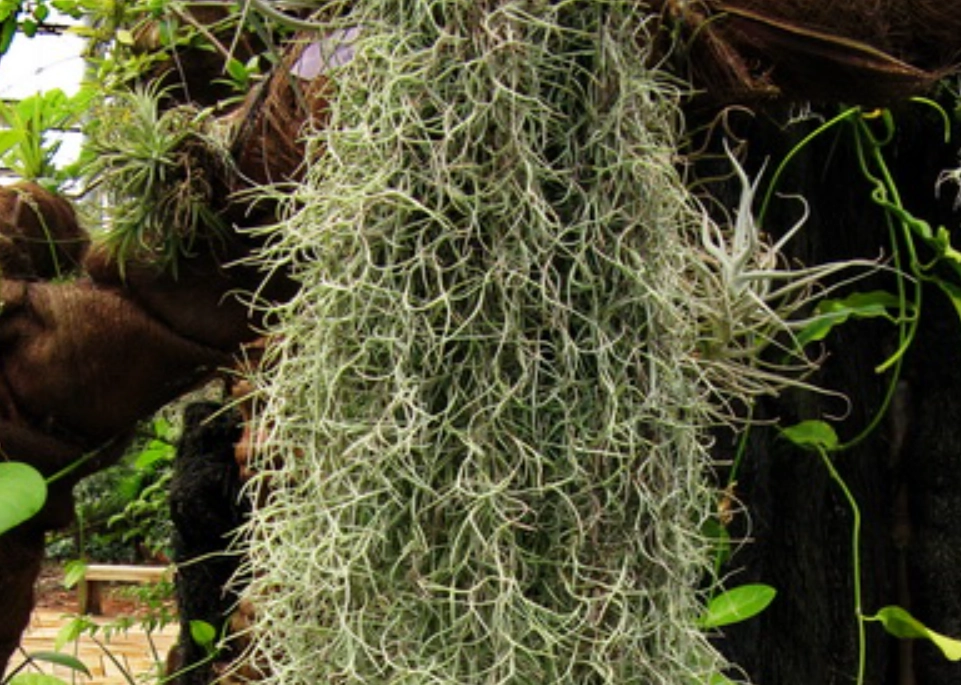 松蘿枯萎原因 松蘿枯萎原因