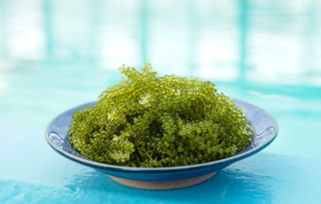 沖繩海葡萄 帶回台灣 沖繩海葡萄 帶回台灣