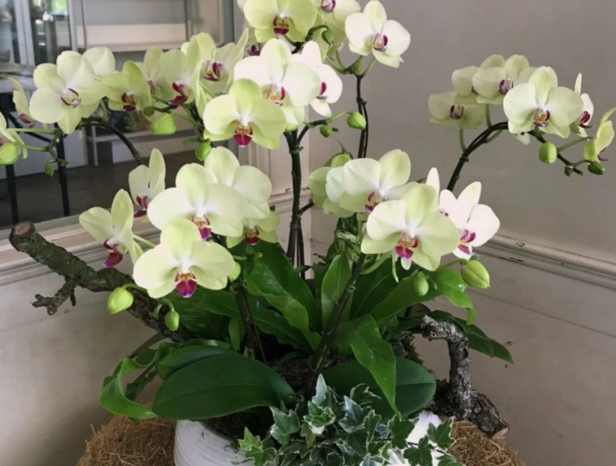 蘭花養護 蘭花養護