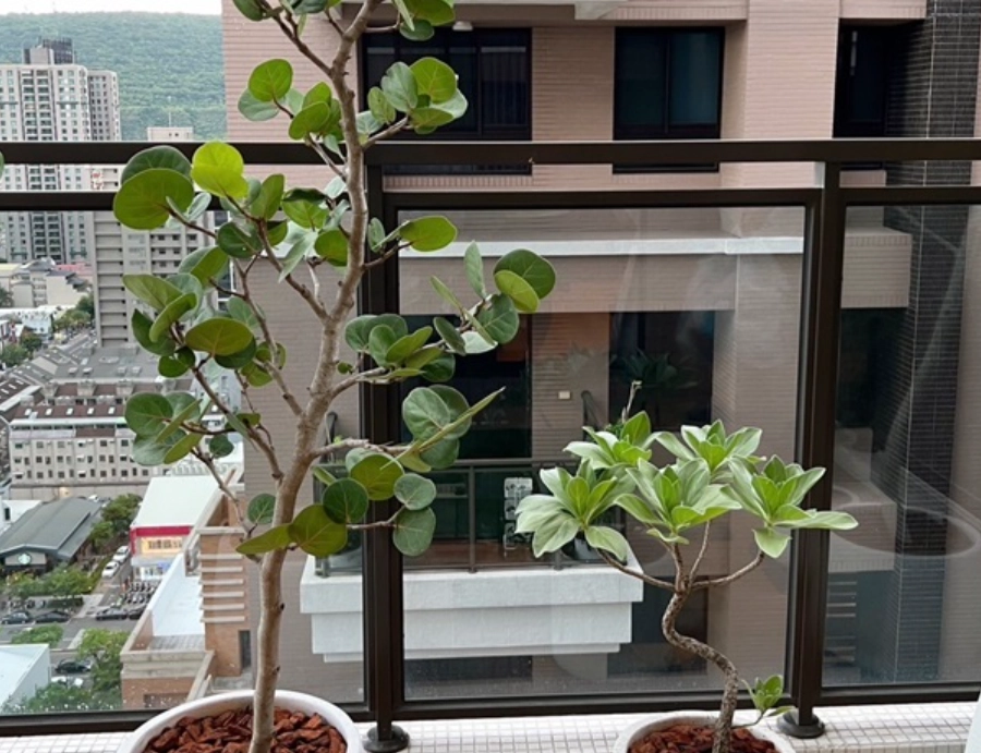 水草生長技巧 水草生長技巧