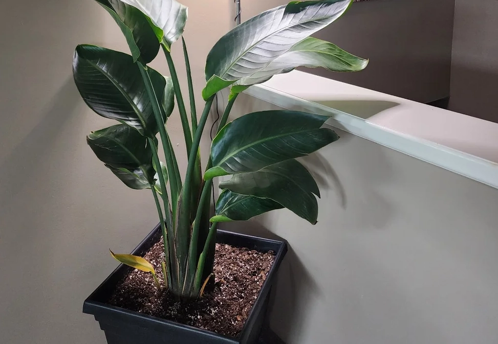 天堂鳥室內 天堂鳥室內