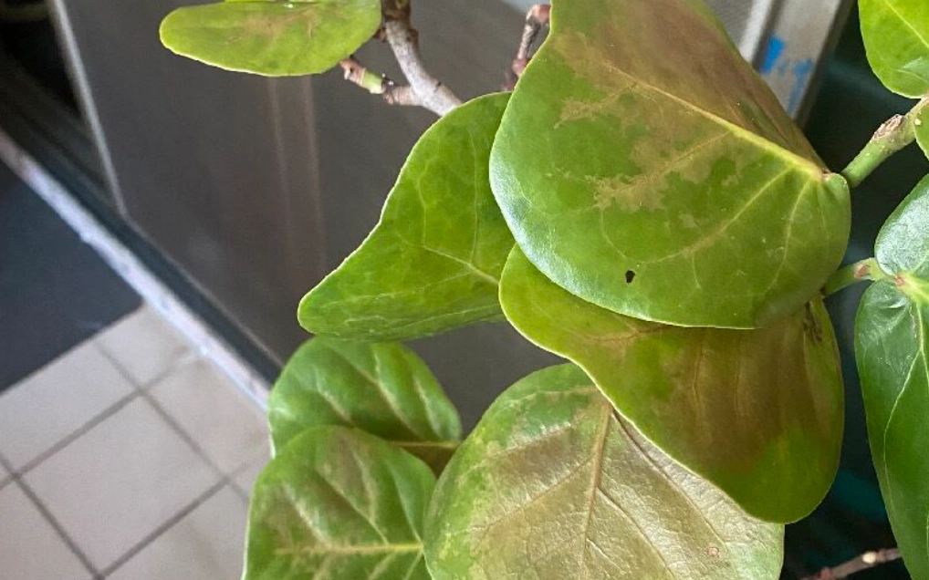 海葡萄 葉子 照顧