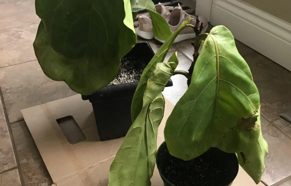 植物 爛根 處理