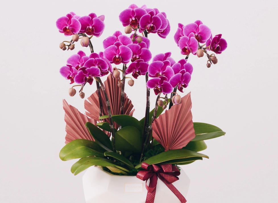 蘭花花語 蘭花花語