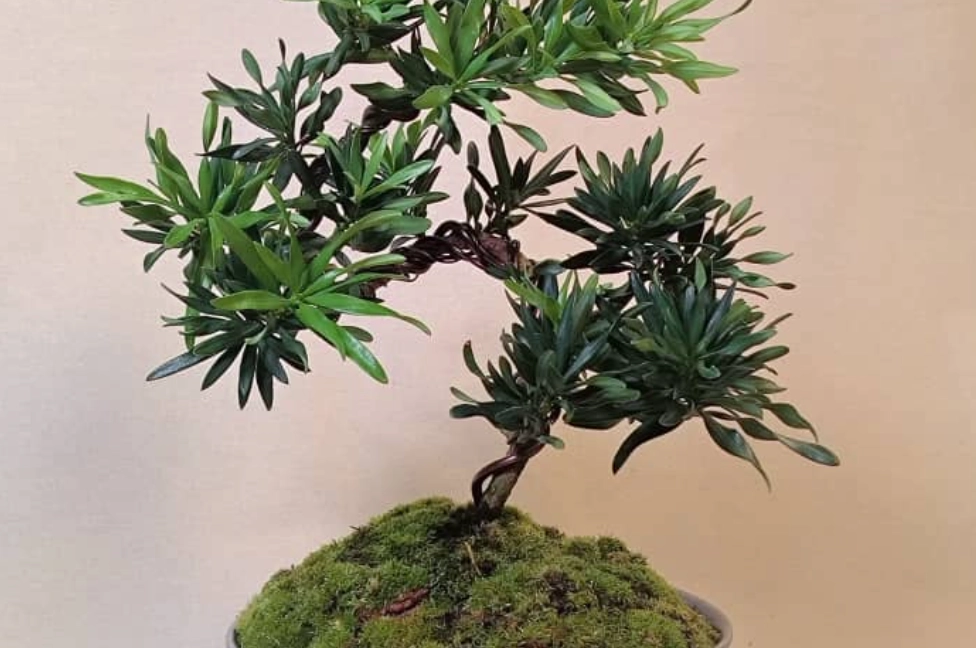 羅漢松修剪教學