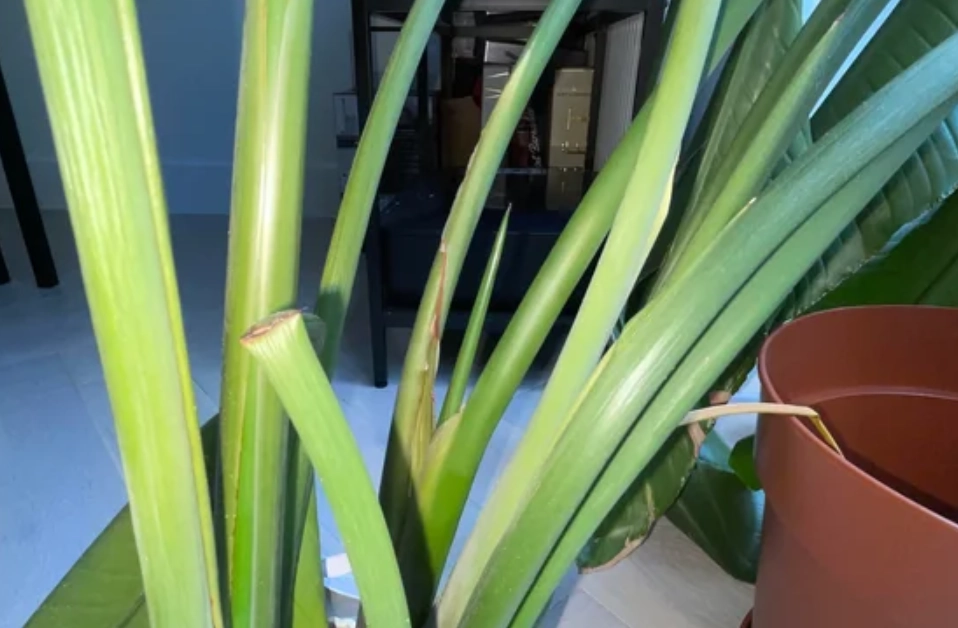 天堂鳥折斷處理 天堂鳥折斷處理