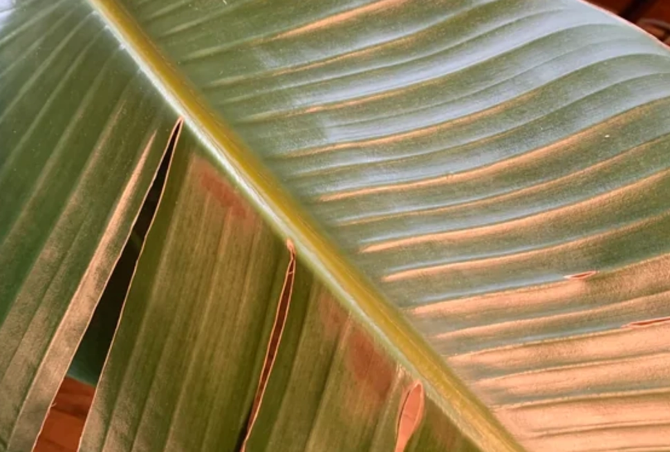 天堂鳥葉子焦黃