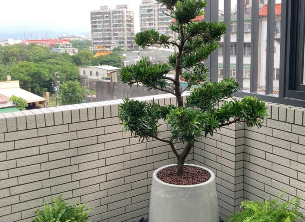 羅漢松 照顧方法