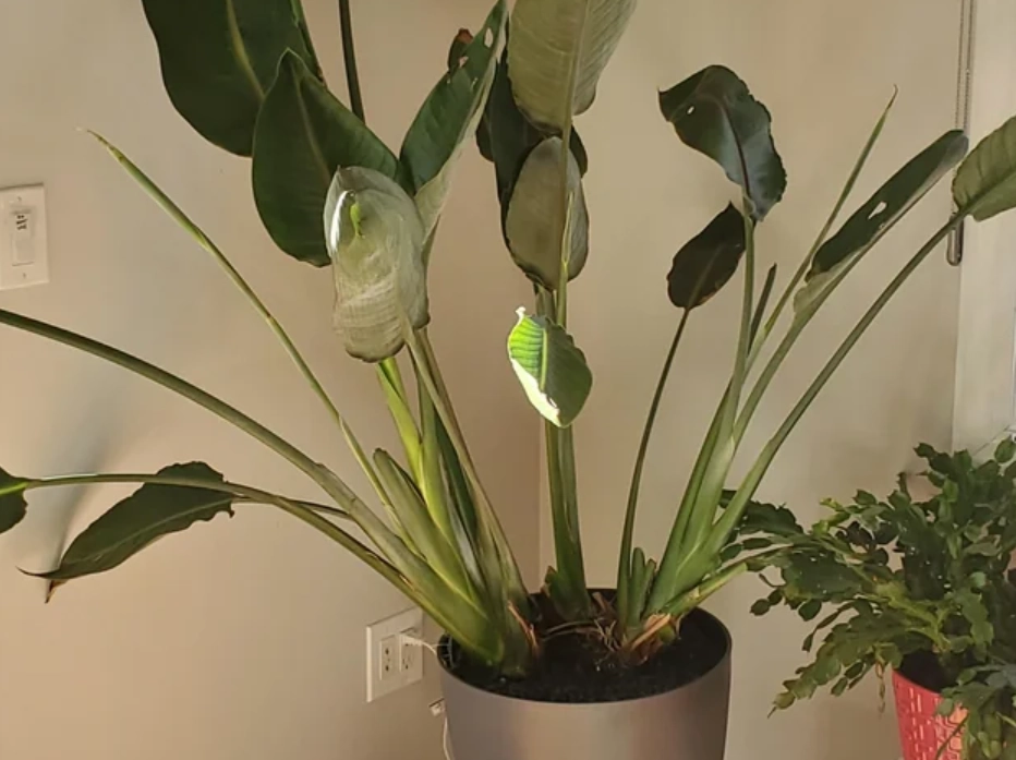 天堂鳥風水 天堂鳥風水