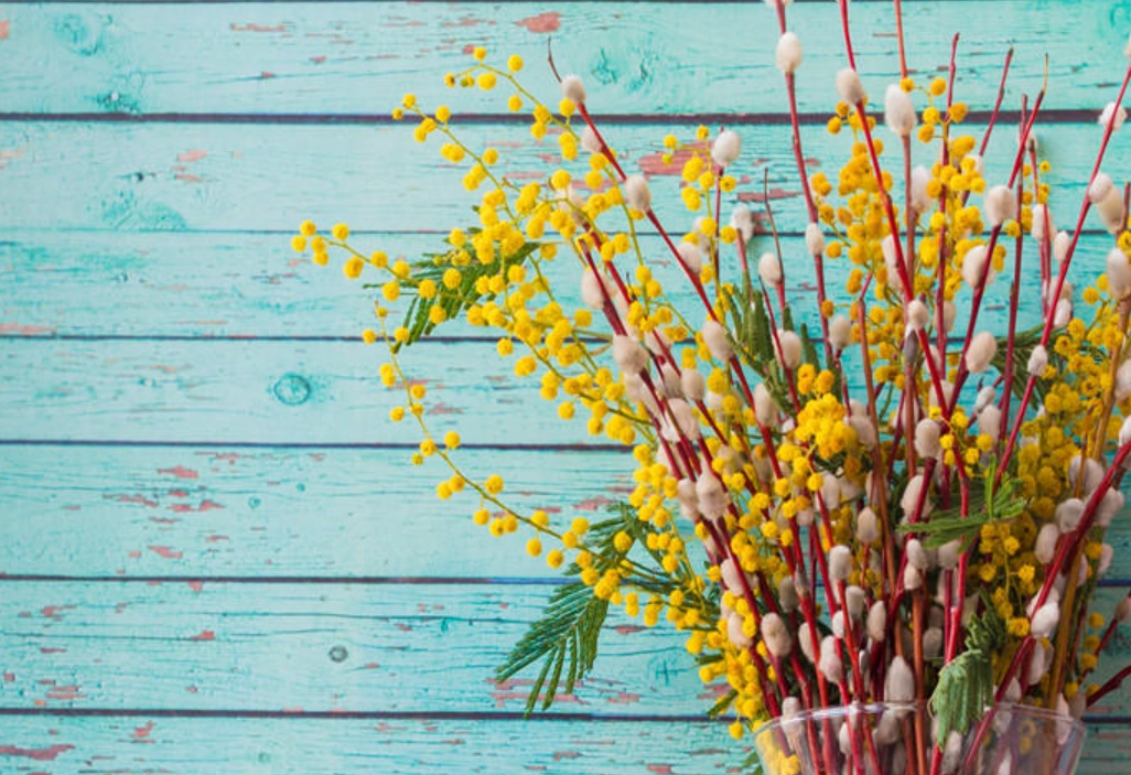 水養銀柳 水養銀柳