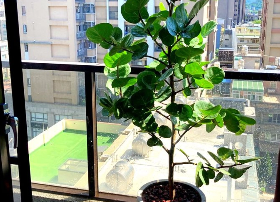 海葡萄養護 海葡萄養護