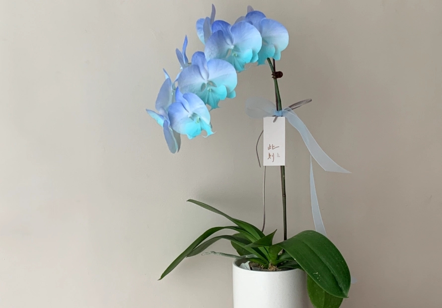 蘭花象徵 蘭花象徵