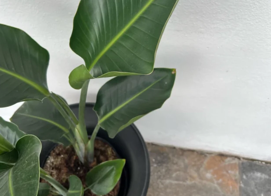 天堂鳥室內種植 天堂鳥室內種植