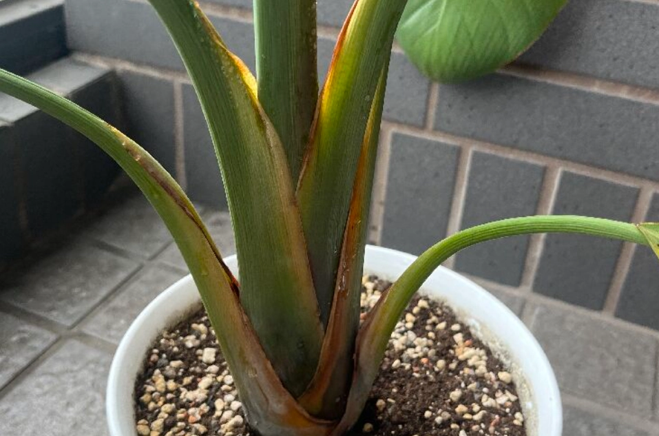 天堂鳥土壤 天堂鳥土壤