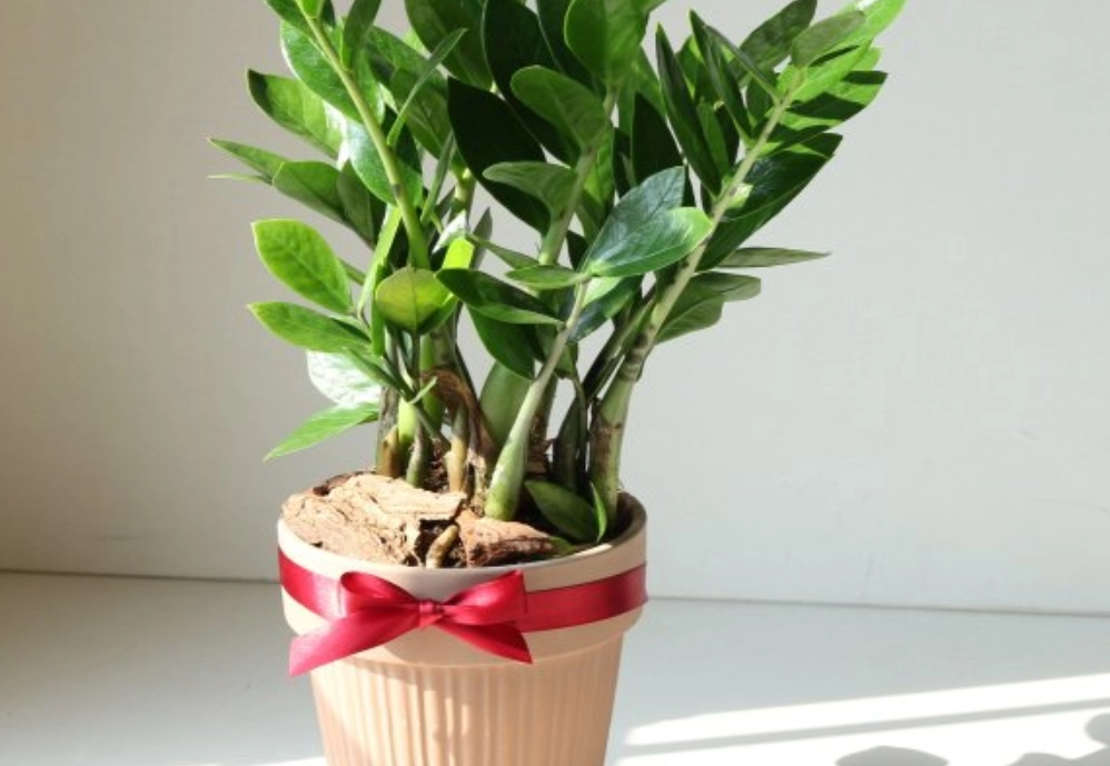 送禮盆栽推薦
