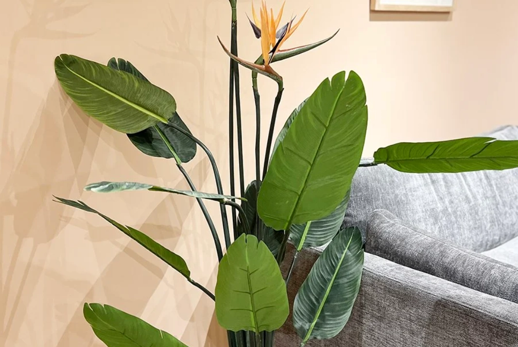 天堂鳥養護技巧