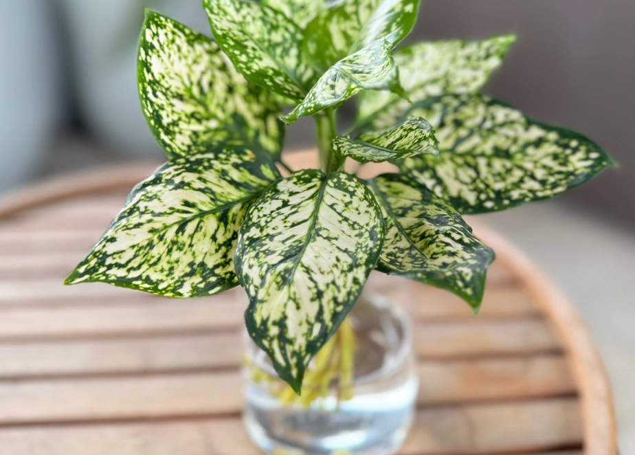 土耕介質選擇 土耕介質選擇