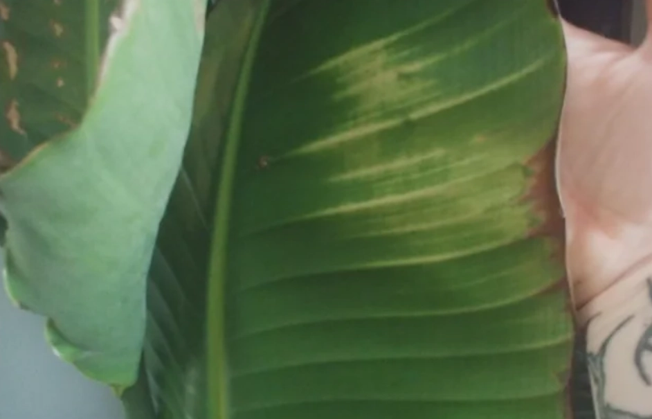 天堂鳥葉子焦黃