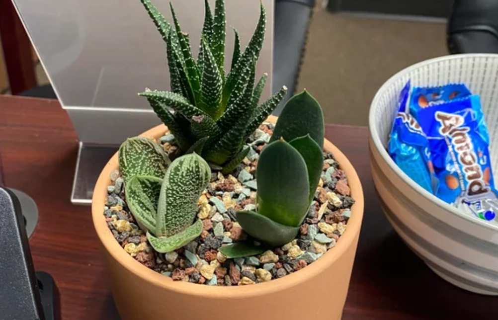 辦公室多肉植物 辦公室多肉植物