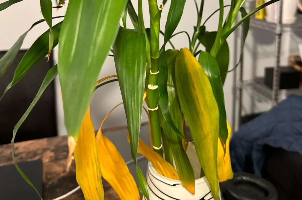 竹葉黃處理 竹葉黃處理