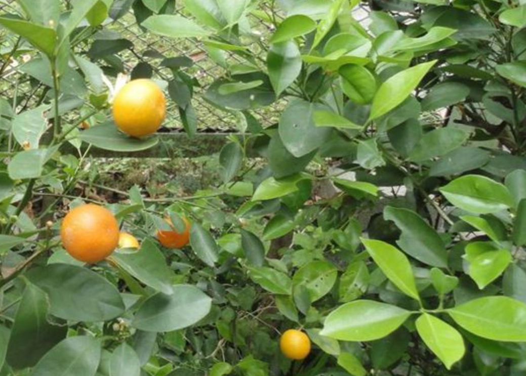 金桔葉茶 金桔葉茶