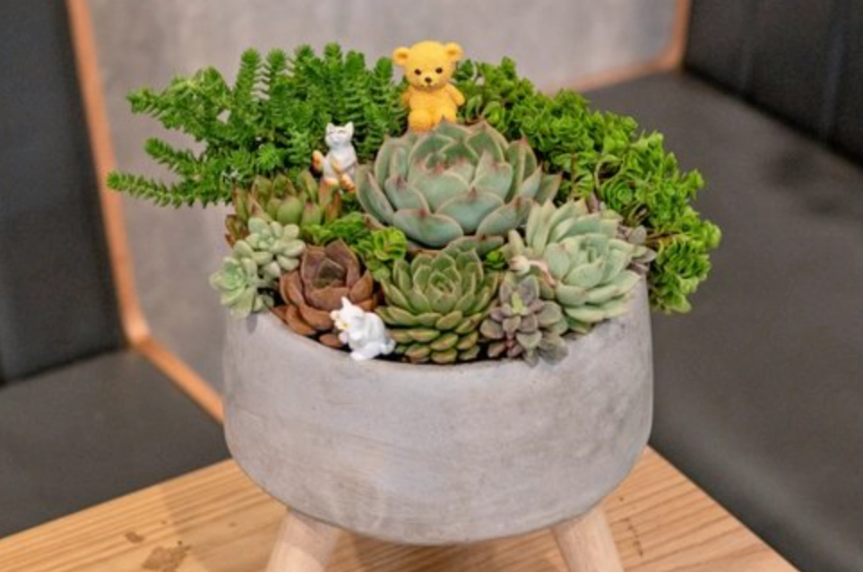 辦公室植物推薦