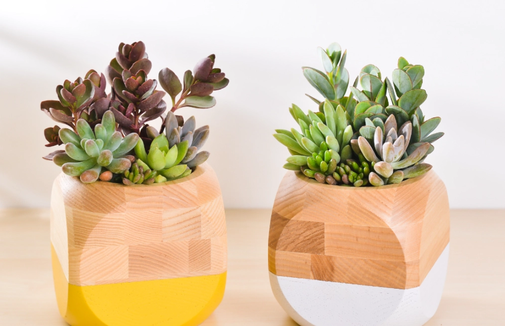 辦公室多肉植物 辦公室多肉植物