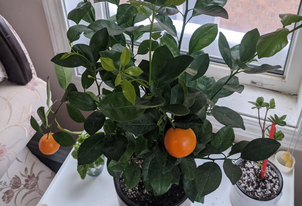 金桔葉用途 金桔葉用途