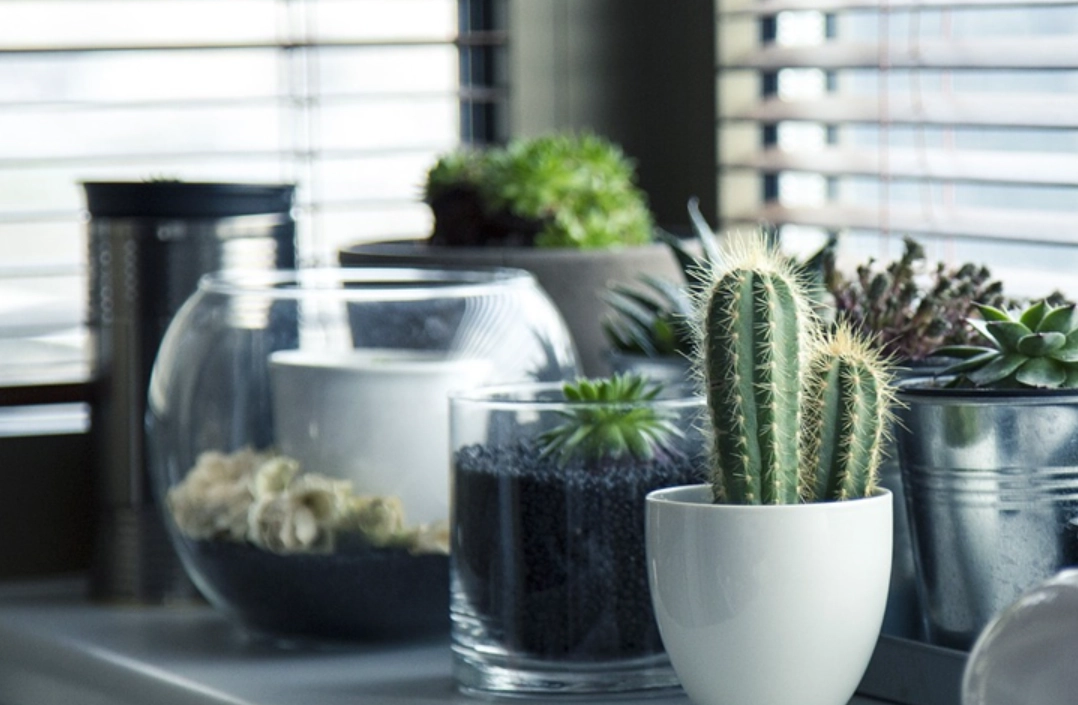 多肉植物照顧 多肉植物照顧
