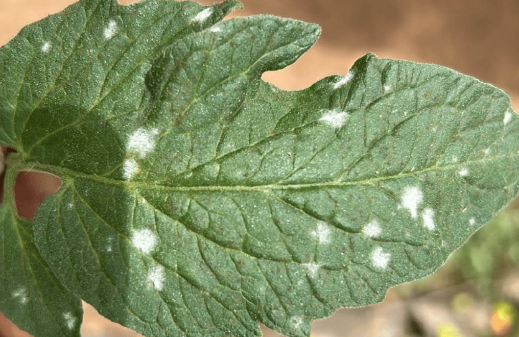 植物白粉病 植物白粉病