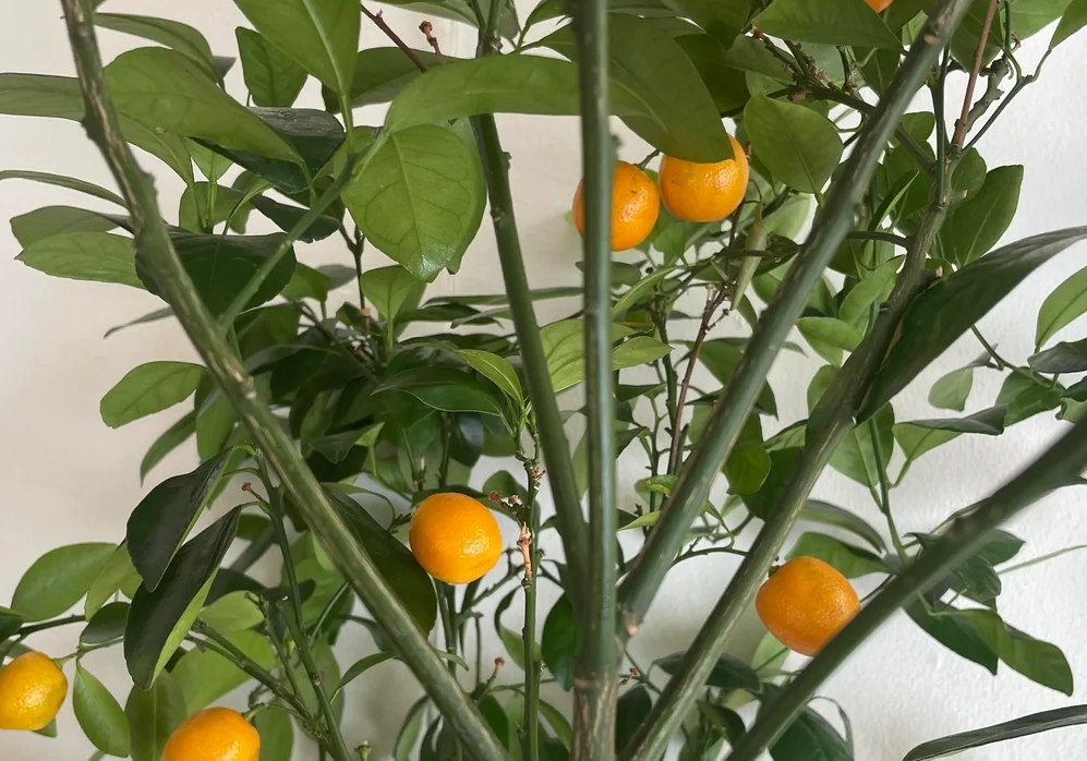 金桔葉茶 金桔葉茶