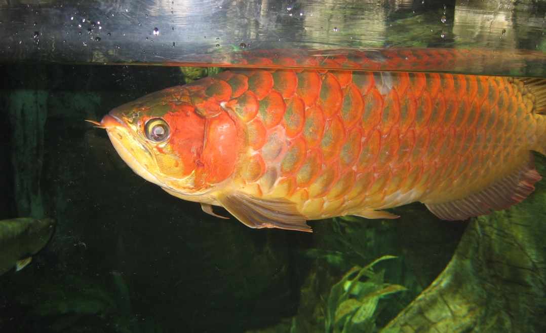 紅龍魚夢境解析 紅龍魚夢境解析