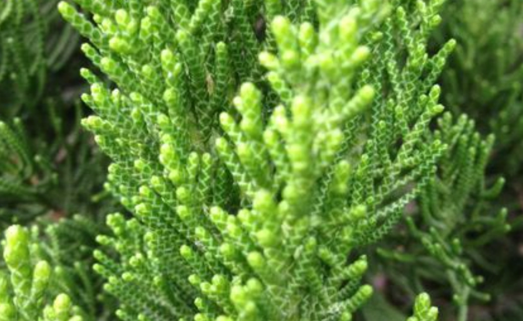 龍柏造型修剪 龍柏造型修剪