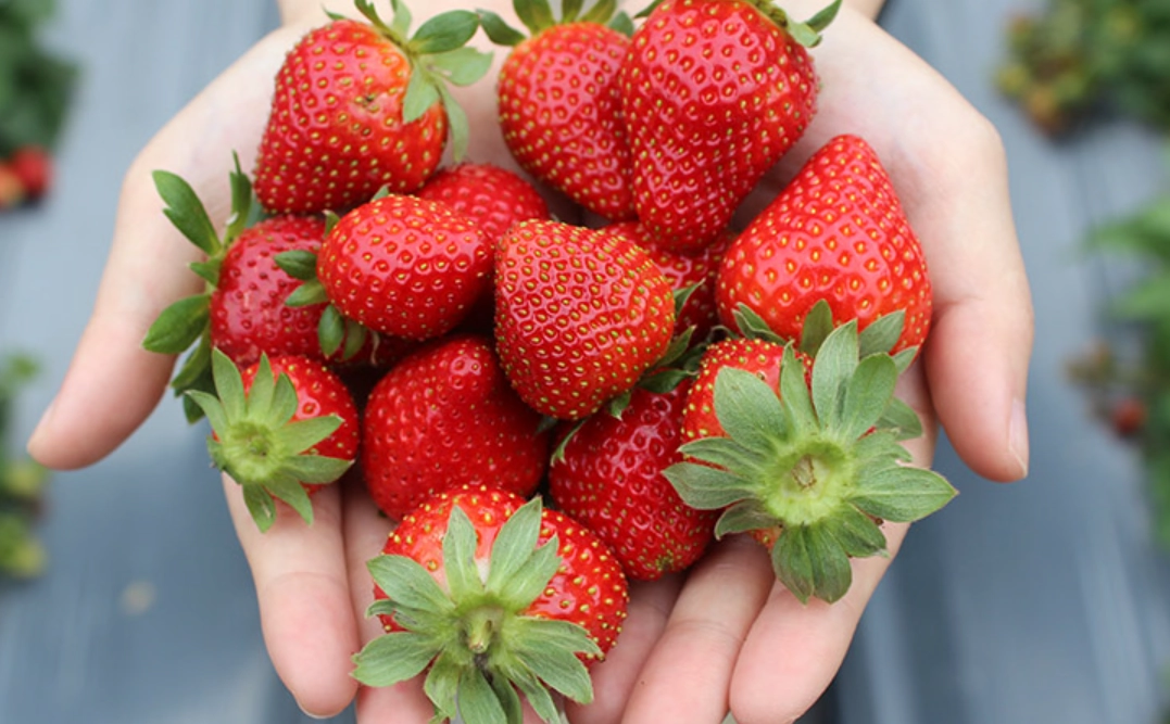 草莓採摘體驗 草莓採摘體驗