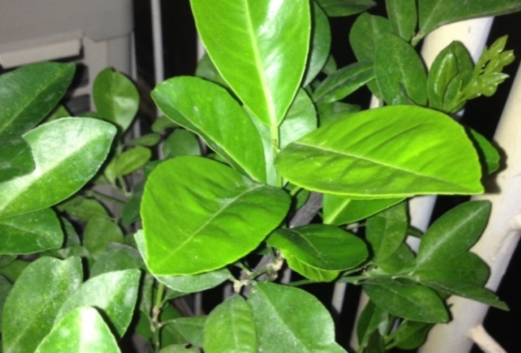 金桔葉用途 金桔葉用途