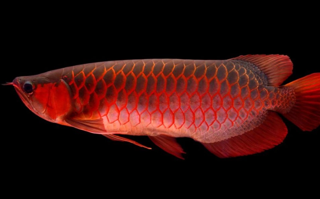 紅龍魚風水意義 紅龍魚風水意義