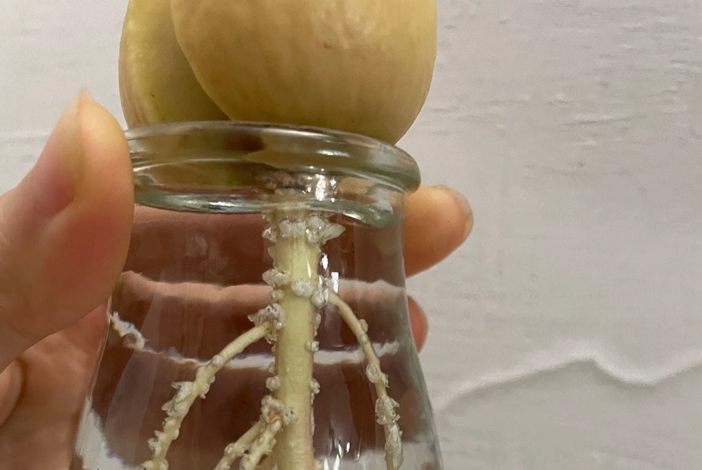 酪梨種植病害 酪梨種植病害