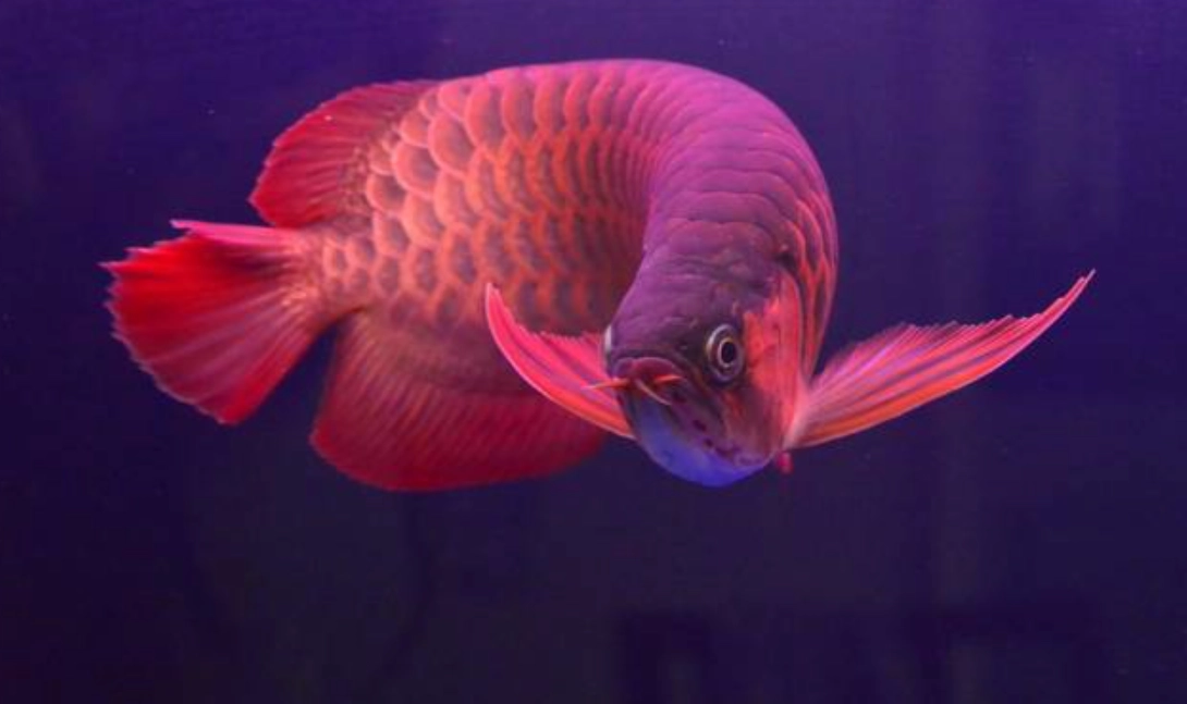 紅龍魚夢境解析 紅龍魚夢境解析