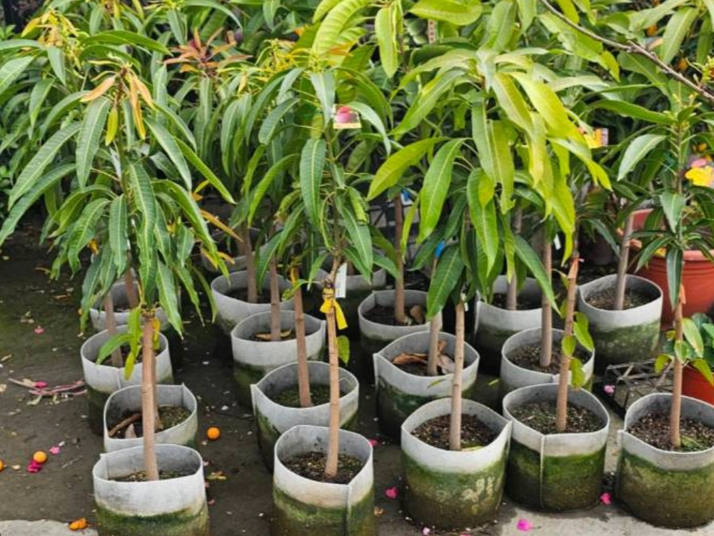 芒果實生苗結果時間 芒果實生苗結果時間