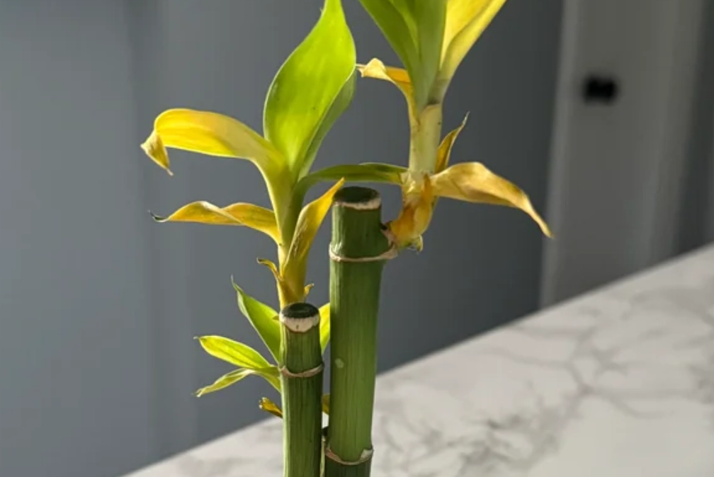 竹子葉子變黃 竹子葉子變黃