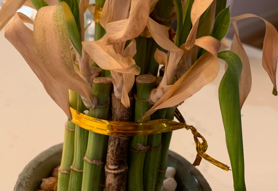 竹葉黃處理 竹葉黃處理