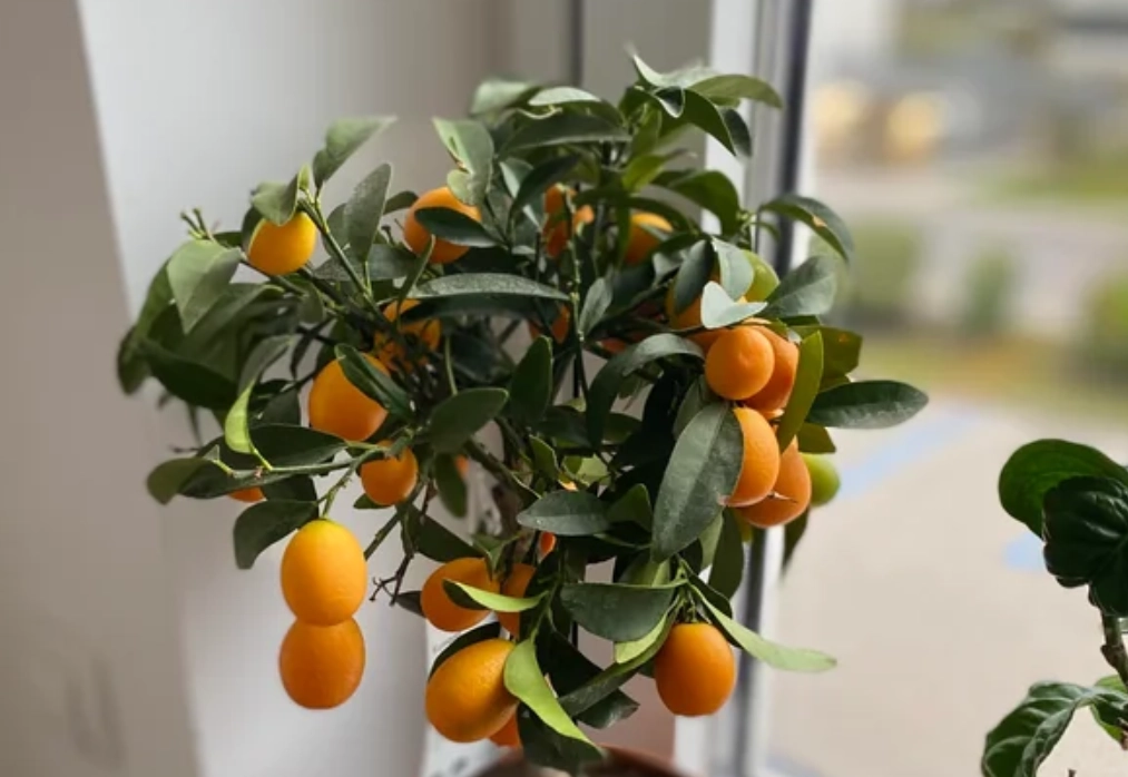 金桔葉茶 金桔葉茶